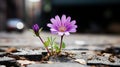 a purple flower growing out of a crack in the pavement