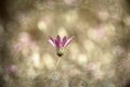 Purple Flower (grunge image)