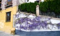 Purple flower hamging on a wall in spain with dog