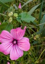 Purple flower head in blossom with a green background