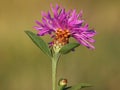 Purple flower head of Brown knapweed, Centaurea jace