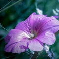 Purple flower head in norning spring