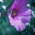 Purple flower head in norning spring