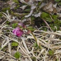 Purple flower of the helleborus hybridus, Christmas or Lenten rose, in dry grass, shallow DOF, selective focus Royalty Free Stock Photo