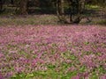 Purple flower of Hollowroot. Carpet pink flowers. Royalty Free Stock Photo