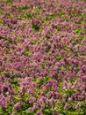 Purple flower of Hollowroot. Carpet pink flowers. Royalty Free Stock Photo