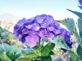 Purple flower of hortencia plants Royalty Free Stock Photo