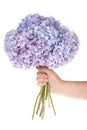 Purple flower hydrangea in hand (Clipping path) Royalty Free Stock Photo