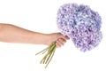 Purple flower hydrangea in hand Clipping path Royalty Free Stock Photo