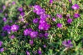 Purple flower ice plant ground cover