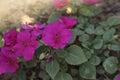 Purple flower Impatiens, Balsaminaceae in the flower bed Royalty Free Stock Photo