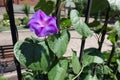 1 purple flower of Ipomoea purpurea