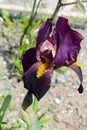 Purple flower of the Iris Barbata elatior
