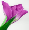 Purple flower iris on a green stem with buds. Isolated on  white  background. Close-up. For desig Royalty Free Stock Photo