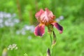 Purple flower irises- nature spring sunny background. Soft focus with bokeh Royalty Free Stock Photo