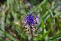 Beautiful purple unusual blossom flower