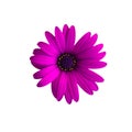 Purple flower isolated on white background. Osteospermum ecklonis, dimorphotheca ecklonis or african daisy Royalty Free Stock Photo