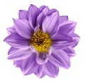 Purple flower on isolated white isolated background with clipping path. Closeup. Beautiful violet flower for design. Dahlia. Royalty Free Stock Photo