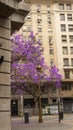 Purple flower jacaranda tree