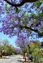 Purple flower Jacaranda tree lined street in full bloom. Royalty Free Stock Photo