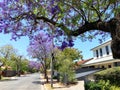 Purple flower Jacaranda tree lined street in full bloom. Royalty Free Stock Photo