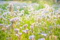 Blossoming bee pasture in the sunlight. Violet-flowering Phacelia. Meadow flowers that bloom purple and blue