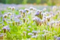 Blossoming bee pasture in the sunlight. Violet-flowering Phacelia. Meadow flowers that bloom purple and blue