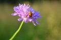 Purple flower and ladybug green background in sunlight