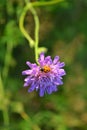 Purple flower and ladybug green background in sunlight