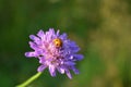 Purple flower and ladybug green background in sunlight