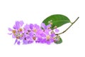 Purple flower Lagerstroemia floribunda isolated on white