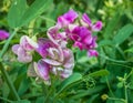 Purple flower Lathyrus tuberosus also known as the tuberous pea with blurred green background Royalty Free Stock Photo