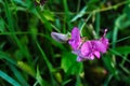 Purple flower of Lathyrus tuberosus, tuberous pea, tuberous vetchling, earthnut pea, aardaker, tine-tare Royalty Free Stock Photo