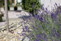 Purple flower lavender 01