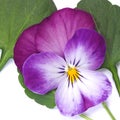 Purple flower and leaf of Viola cornuta Royalty Free Stock Photo