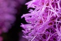 Purple flower Liatris spicata after rain, drops hanging down, close-up