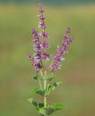 Purple flower of lilac sage or whorled clary, Salvia verticillata