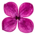 Purple flower lilac, Syringa vulgaris, isolated on white background Royalty Free Stock Photo