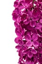 Purple flower lilac, Syringa vulgaris, isolated on white background Royalty Free Stock Photo