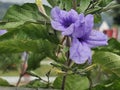 purple flower, local call it flower pletekan