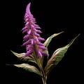 Purple flower with long, slender stems. It is placed on top of black background, creating an interesting contrast
