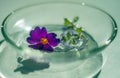 Purple flower lying in the water on a glass saucer with a blurred background and bokeh illuminated by the sun