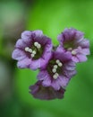 Purple flower macro flower three small purple flower