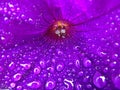 Purple Flower with Macro Water droplets