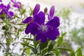 Purple flower of Malabar gooseberry, Malabar melastome or Indian rhododendron bloom in the garden. Royalty Free Stock Photo