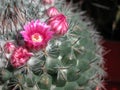 Mammillaria compressa close up Royalty Free Stock Photo