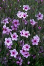 Purple flower meadow of Giant herb-robert, or the Madeira cranesbill Royalty Free Stock Photo