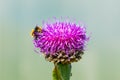 Purple flower of the medicinal plant leuzea or RhapÃÂ³nticum carthamoÃÂ­des, raponticum safflower,