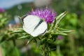 The purple flower is a medicinal plant Silybum marianum with leaves,