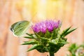 The purple flower is a medicinal plant Silybum marianum with leaves,